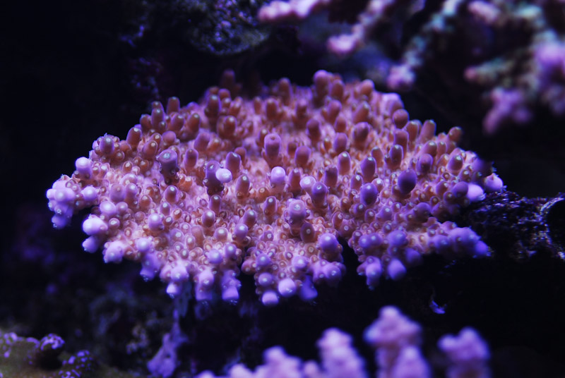 coral20110527-09.jpg