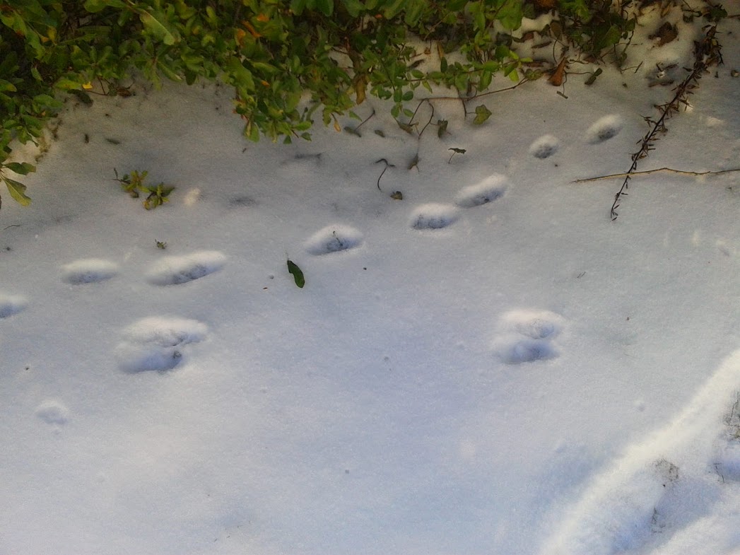 Snow prints.