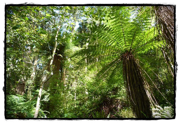 De Otago a Invercargill por los Catlins - Te Wai Pounamu, verde y azul (Nueva Zelanda isla Sur) (11)