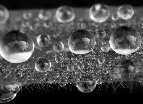 Bnw in 50 Howling Examples of Dew Photography