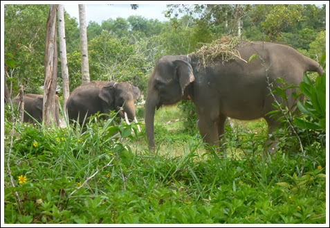 Elephants