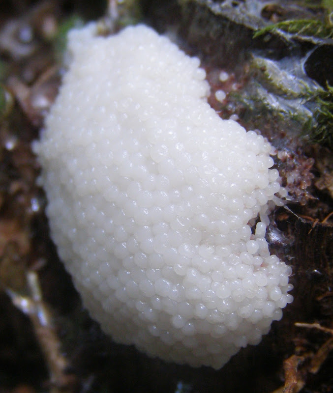 White Slime Mould - Life and Opinions - Life and Opinions