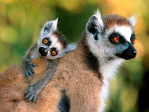 Funny_Lemur_Family.jpg