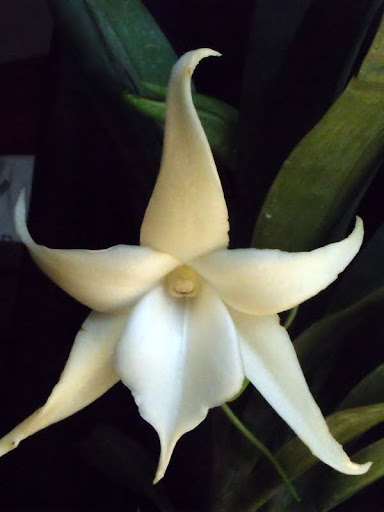 Angraecum Lemforde white beauty Angraecum_lemdorf_white_beauty%2520%25282%2529