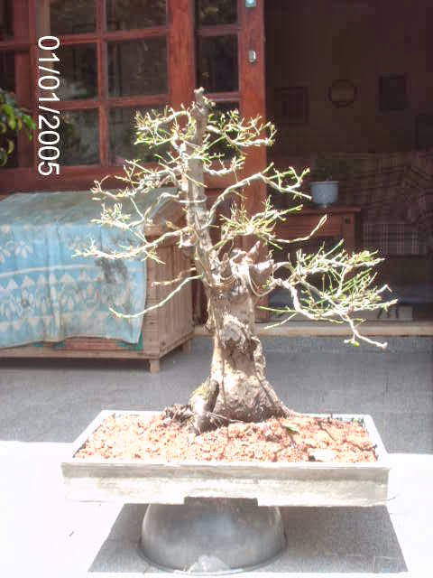 Prunus Serrulata Mume-Umê  II... PICT2497