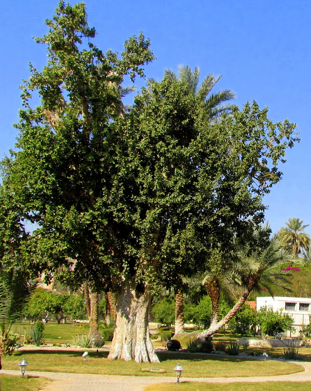 Смаковница это. Смоковница дерево. Смоковница дерево Библейское. Смоковница в Израиле. Дерево смоковница смоковница.