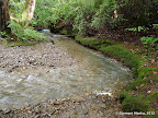 First creek crossing along Henry Creek Trail