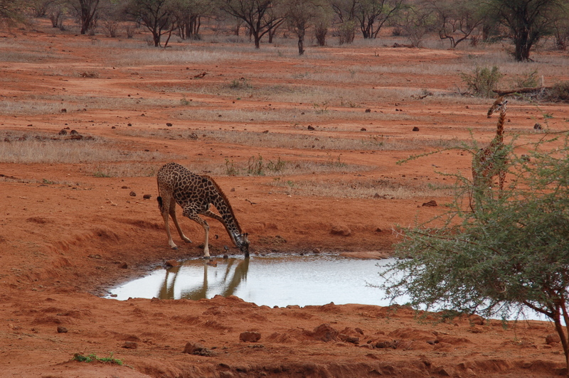 El zoo más grande del mundo - Kenya (2009) - Blogs de Kenia - Tsavo West y regreso (7-9 de julio de 2009) (20)