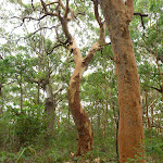Attractive forest near the Awabakal car park (391697)