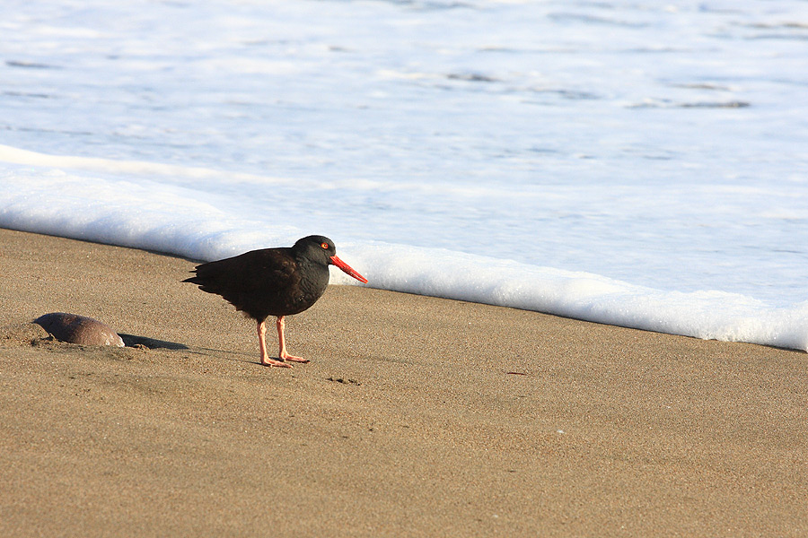 Птицы в фотографиях из путешествий