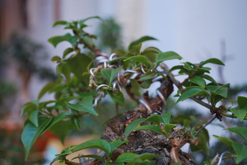 XI Exposición Invernal de bonsai de la A.S.B. Chokkan 182%252520XI%252520Exp.Inv.%252520ASBC%25252020111204%252520186