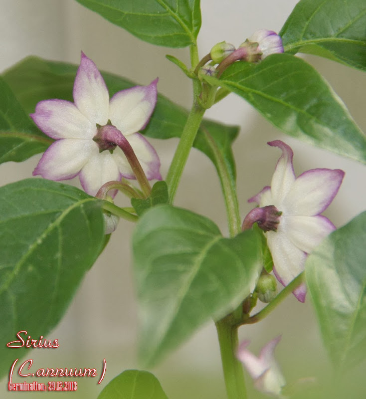 Sirius_65days_flowers_4.jpg