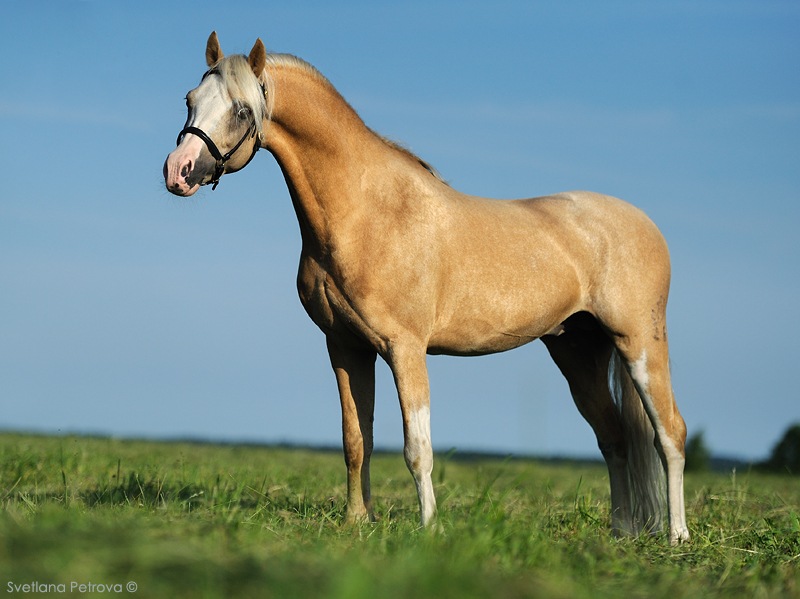 Уэльский КОБ порода лошадей. Гнедой Уэльский пони. Соловый Уэльский пони. Уэльский горный пони.