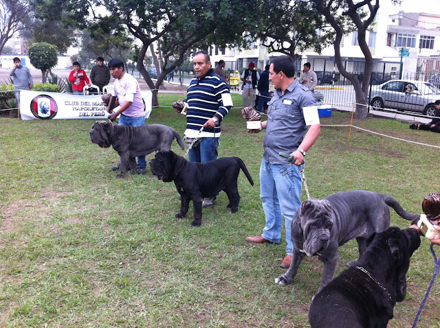 6° ESPECIALIZADA DE  EL CLUB DEL MASTINO NAPOLETANO La%252520foto-3