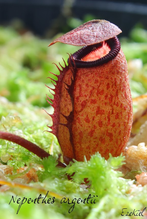 Nepenthes argentii IMG_4810