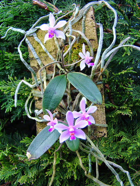 Phalaenopsis wilsonii DSC01378