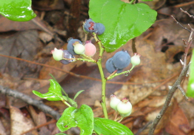 a few blueberries, although some of them aren't ripe and look albino