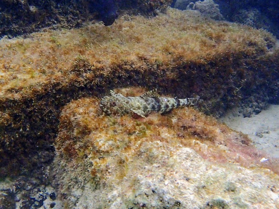 Saurida nebulosa (Clouded Lizardfish), Miniloc Island Resort reef, Palawan, Philippines.
