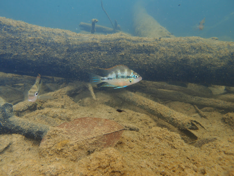 Thorichthys aureus 1-P1060510_1021_P3160522