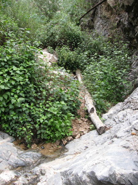 brush growing up in the canyon bottom