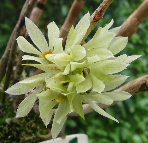 Dendrobium bracteosum album P1360946