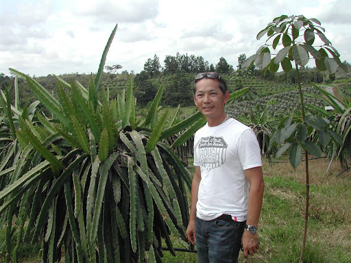 Dragon+fruit+plantation