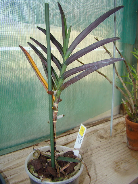 Renanthera monachica DSC09076
