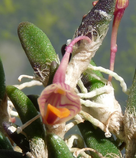Dendrobium lichenastrum P1430141