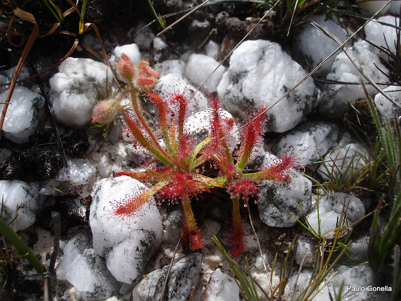 Drosera%252520quartzicola%252520%252528113%252529.JPG