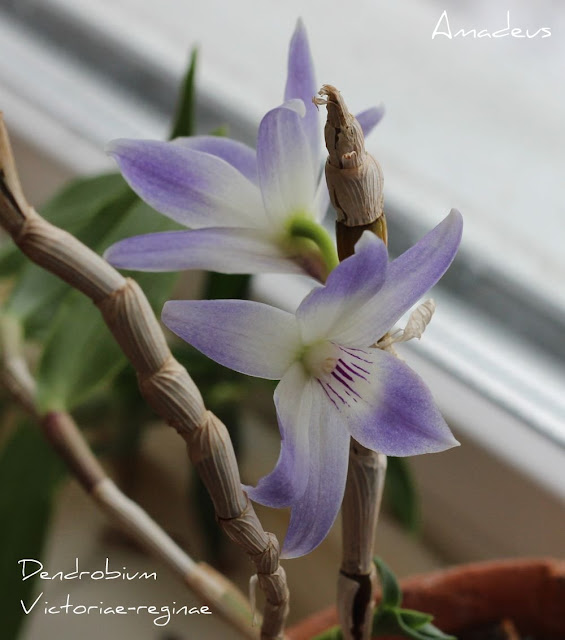 Dendrobium victoriae-reginae  IMG_9682