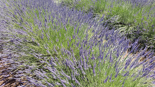 Farm «Oregon Lavender Farm», reviews and photos, 20949 S Harris Rd, Oregon City, OR 97045, USA