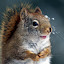 Major Squirrel's user avatar