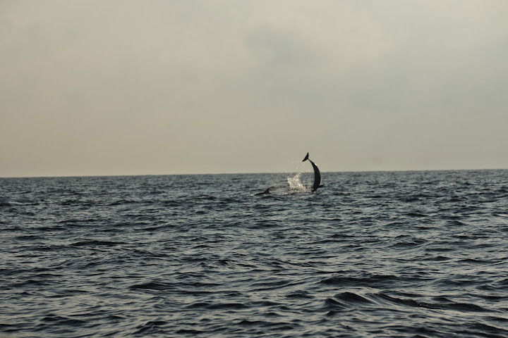 Шри-Ланка: на машине 1 100 км,  фото без комментариев, март-апрель 2013г.