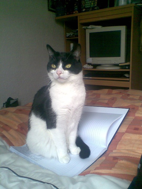 Poser.jpg