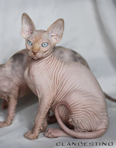 Le Sphynx - Page 2 Frosties%2520-%252013%2520semaines%2520%252821%2529%2527
