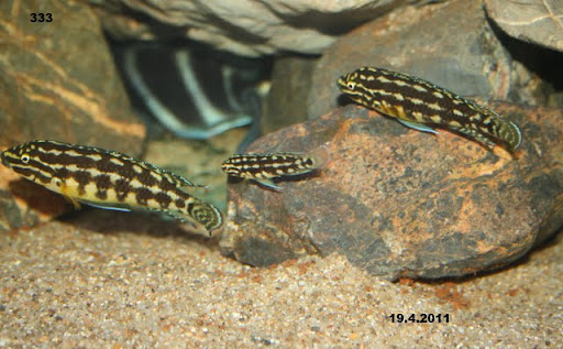 JULIDOCHROMIS Marlieri enano  IMG_9269