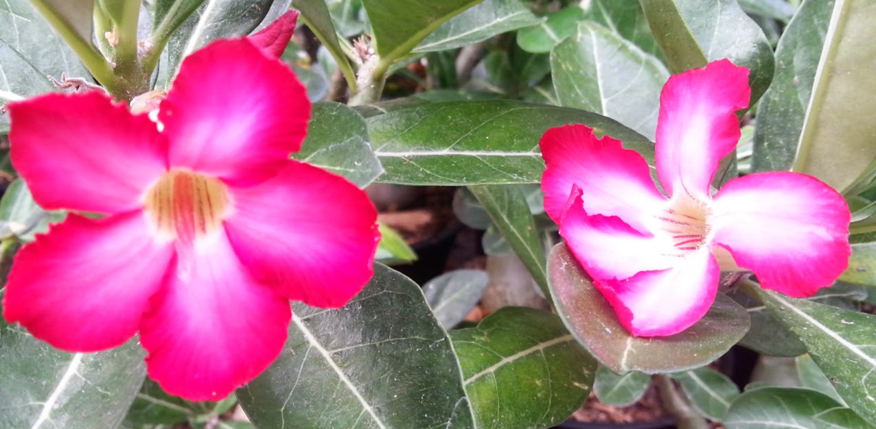 semi d adenium et plumeria sur laine de roche - Page 4 20140623_165328