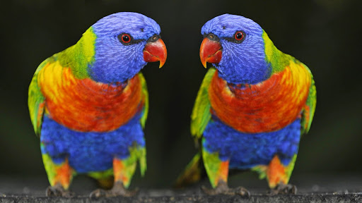 Rainbow Lorikeets, Queensland, Australia.jpg