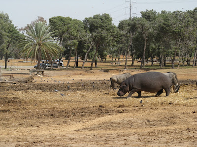 Израиль ранней весной.