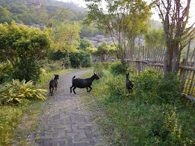 three black goats on and around a brick path in Zhuhai