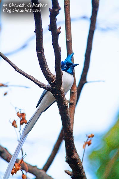 Asian Paradise Flycatcher with its shining head