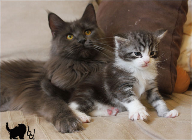 Les 1ers chatons 2012  33