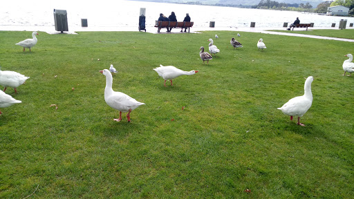 Lac Rotorua