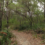 Near the top of Graves Walk Track (227926)