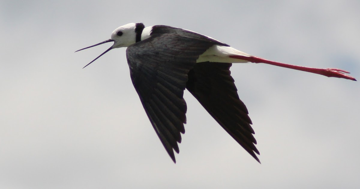 Richard Waring's Birds of Australia: Black-winged Stilt