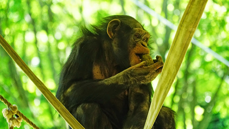 多摩動物公園 チンパンジー 写真