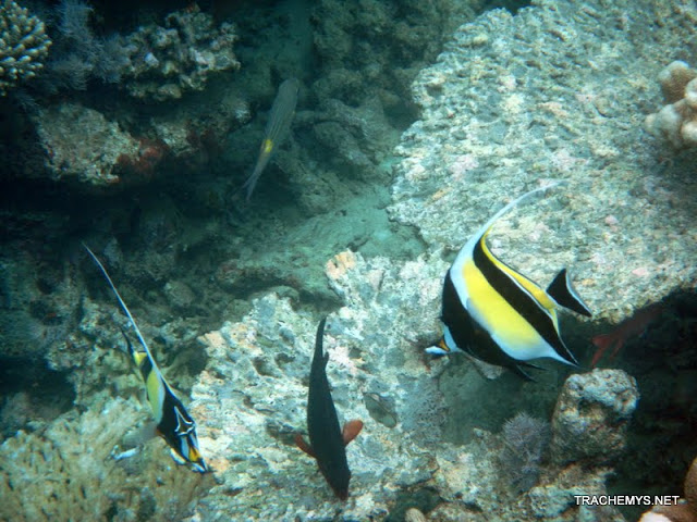 Mayotte (divers) DSCN1311
