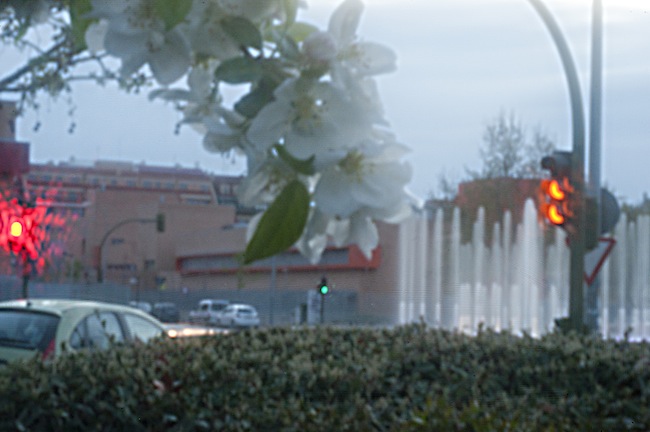 Instantania de una flor en primer plano y una fuente en segundo, toma con cámara estenopeica,