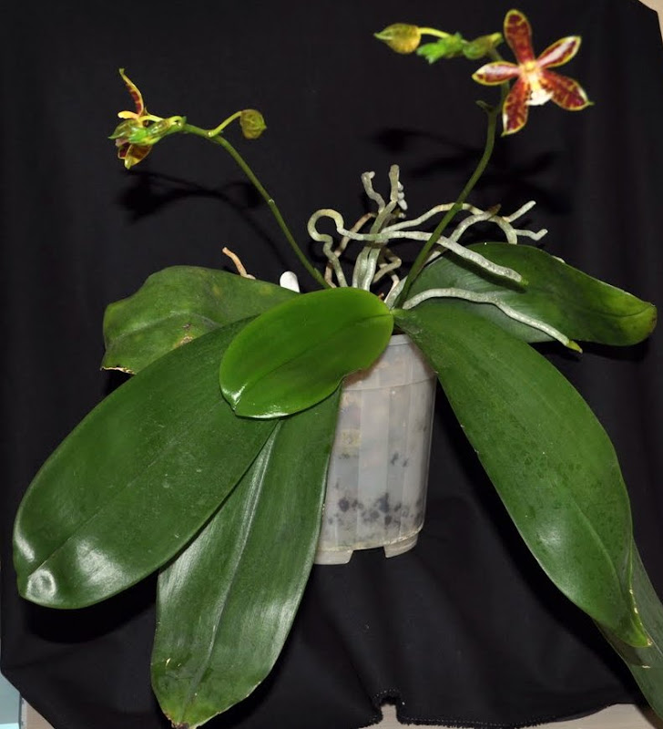 Phalaenopsis Mannosa [Mise à jour photos] DSC_0037