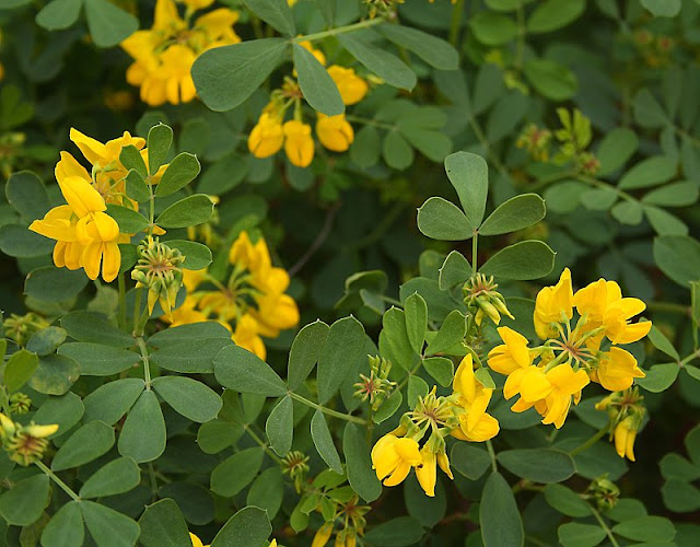 Easter broom, Genista spachiana